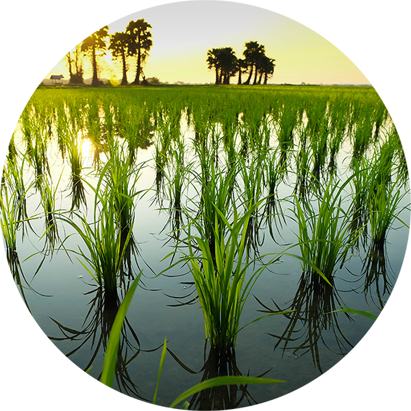 Water is Life | LAHORI ZEERA Water is Life | LAHORI ZEERA